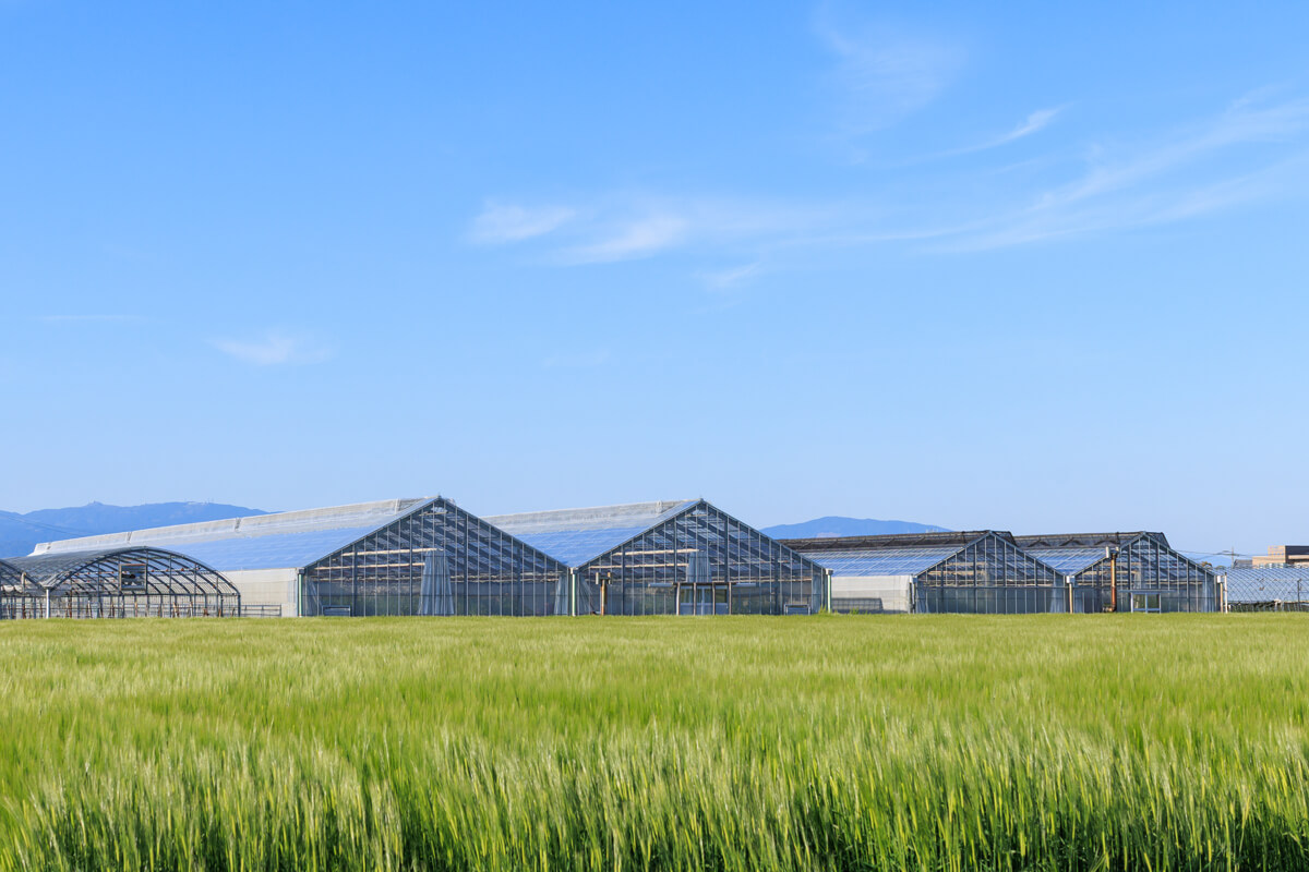 古賀とまと農園ハウス