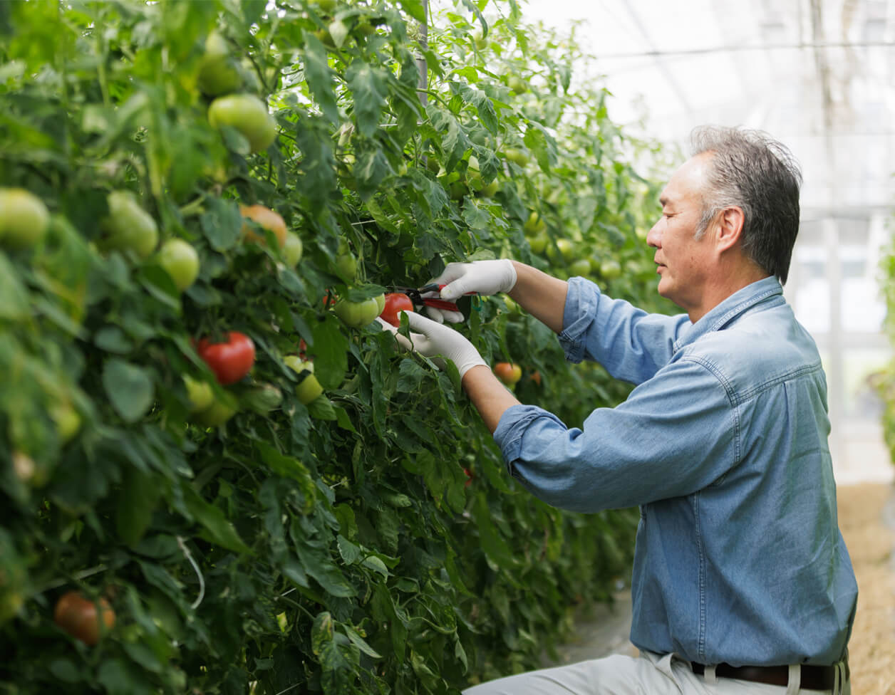 古賀とまと農園