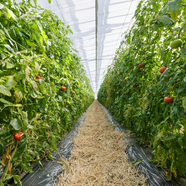 古賀とまと農園