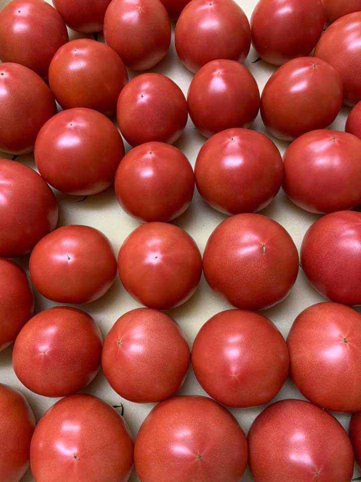 古賀とまと農園　トマト